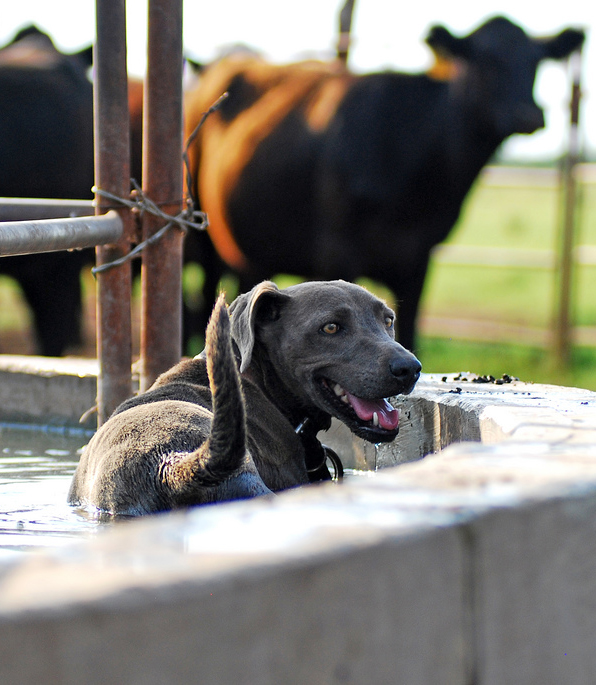 Lacy Dog cooling down